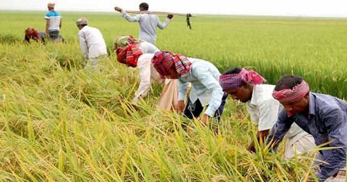ধানের মণ ৮০০ টাকা, ধান কাটার মজুরি ১৪০০ টাকা!