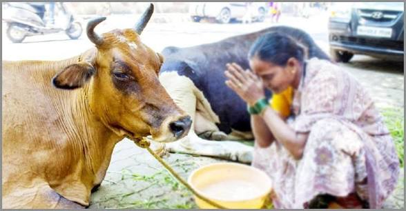 পশ্চিমবঙ্গে গরু জবাইয়ে বিধিনিষেধ জারি।