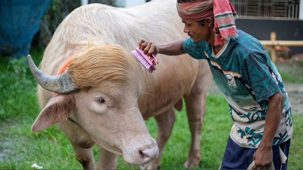 স্বরাষ্ট্রমন্ত্রীর হস্তক্ষেপে কোরবানি হচ্ছে না ডোনাল্ড ট্রাম্প।